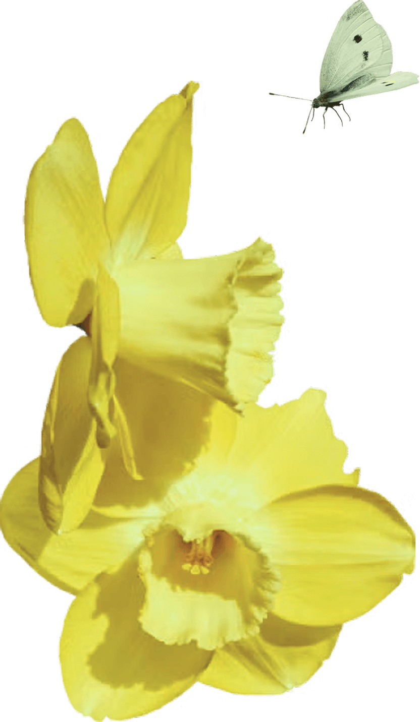 Decorative butterfly accent